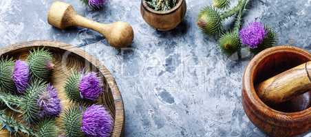 Milk thistle with flowers