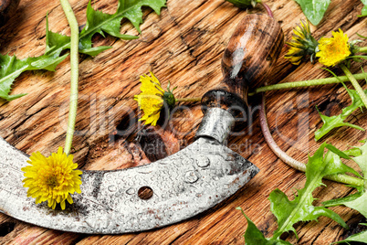 Dandelion plant on table