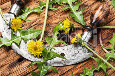 Fresh dandelion greens