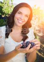 Beautiful Young Adult Woman Enjoying A Grapes in The Vineyard