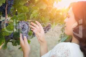 Beautiful Woman Picking Grapes in the Vineyard