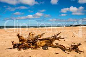 Driftwood at a beach of the Baltic Sea