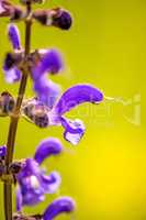 wild sage with flower