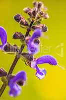 wild sage with flower