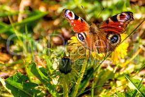 peacock butterfly on a dandelion flower