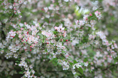 cherry-tree flower