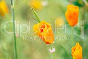 California Poppies on a Meadow.