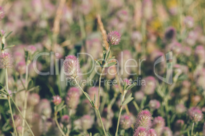 Meadow of Hare's-foot Clover.
