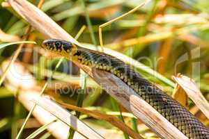 European grass snake in a moor lake in Poland