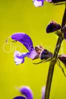 wild sage with flower