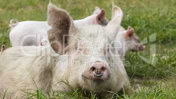 Glückliche Schweine