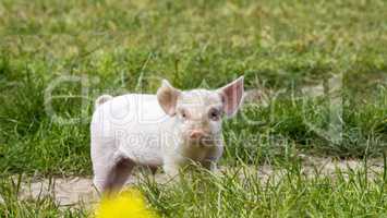 Glückliches Schwein