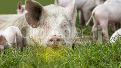 Glückliche Schweine