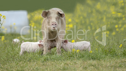 Glückliche Schweine