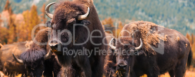 American Bison or Buffalo Panorama Web Banner