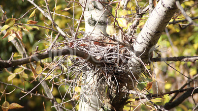 convolute nest on tree