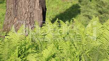 green fern at day