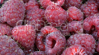 many raspberry at day