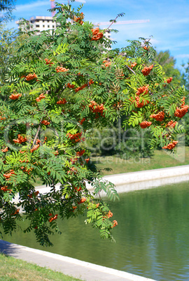 ashberry at dry sunny day