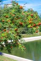 ashberry at dry sunny day