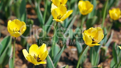 yellow tulip at spring