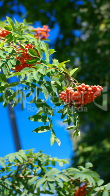 ashberry at dry sunny summer day