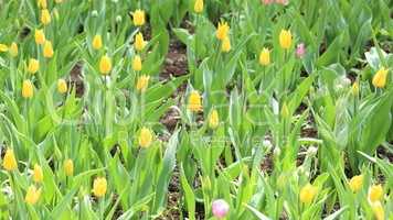 yellow tulip at spring on Earth