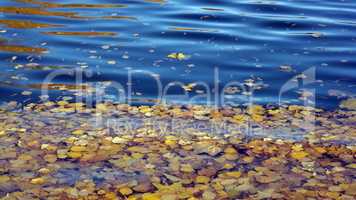 Yellow Birch Leafs on Water