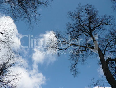 woods on sky background