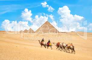 Caravan of camels