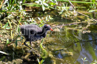 Scruffy Baby common gallinule Gallinula chloropus chick