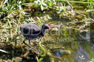 Scruffy Baby common gallinule Gallinula chloropus chick