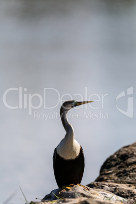 Female Anhinga anhinga bird with a blue eye ring during breeding