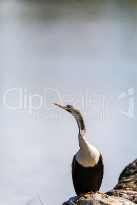 Female Anhinga anhinga bird with a blue eye ring during breeding