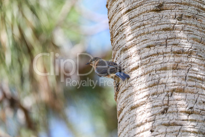 Female eastern bluebird Sialia sialis perches on the trunk of a