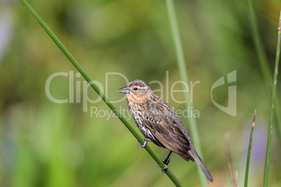 Brown Female red-wing blackbird Agelaius phoeniceus