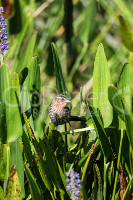 Brown Female red-wing blackbird Agelaius phoeniceus