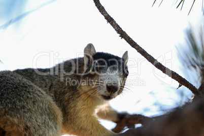 Alert big cypress fox squirrel Sciurus niger avicennia