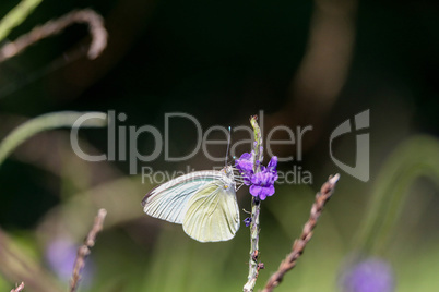 Great Southern White butterfly Ascia monuste perches on a flower