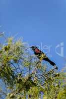 Male red-wing blackbird Agelaius phoeniceus perches on the tall