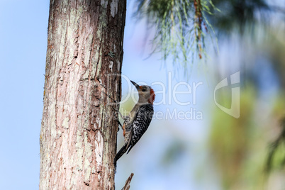 Red-bellied woodpecker Melanerpes carolinus pecks on a tree