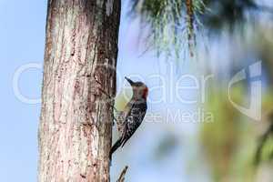 Red-bellied woodpecker Melanerpes carolinus pecks on a tree