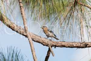 Fledgling Female eastern bluebird Sialia sialis