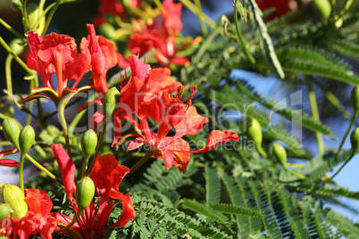 Red flowers bloom on a royal Poinciana tree Delonix regia