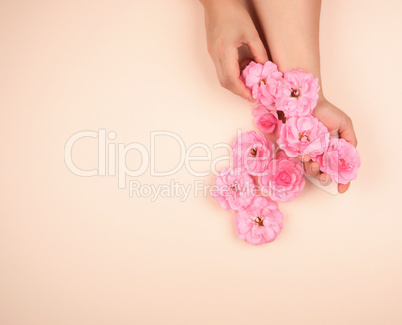 two hands of a young girl with smooth skin and pink rose