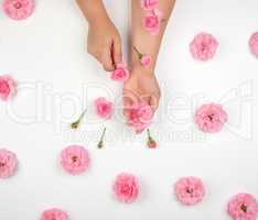 two female hands with smooth skin, white background with pink ro
