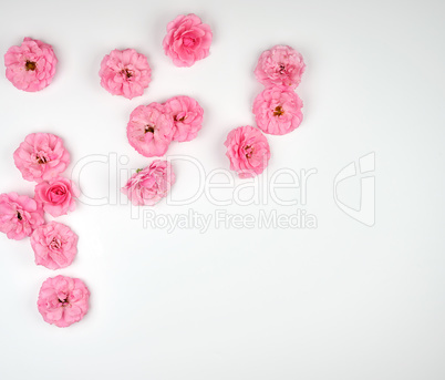 blooming buds of pink roses on a white background