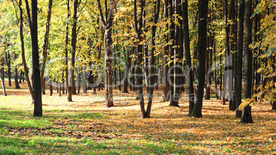 trees in autumn day