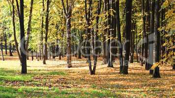 trees in autumn day