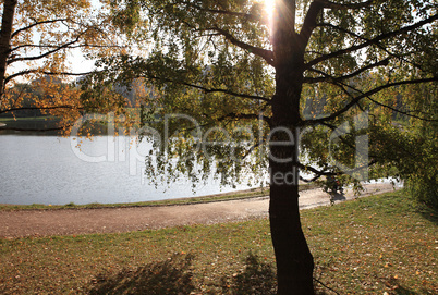 birch at autumn